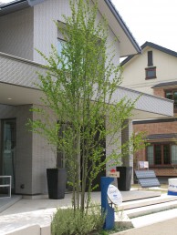 シンボルツリーにおススメの落葉高木 ナテックス ガーデン エクステリアデザインの設計 施工